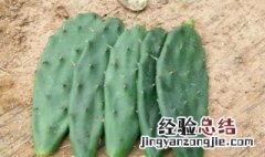 盆栽黄大刺仙人掌用什么土 仙人掌植物用什么土