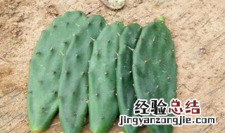 盆栽黄大刺仙人掌用什么土 仙人掌植物用什么土