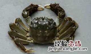海蟹和河蟹的区别在哪里 河蟹和海蟹的区别是什么