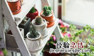 盆栽树叶子枯萎是什么原因 盆栽植物叶子枯萎是什么原因