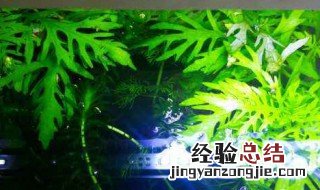 水罗兰养殖方法 怎么养水罗兰