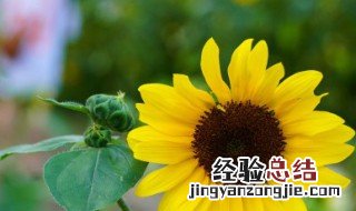 向日葵送一三五朵代表什么意思 向日葵送一三五朵代表啥意思