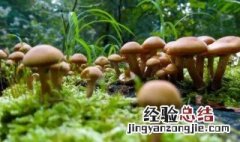 香菇在什么情况下有毒 怎么识别香菇是否有毒