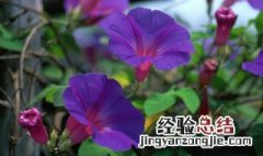 关于牵牛花的文案浪漫 关于牵牛花的文案浪漫诗句