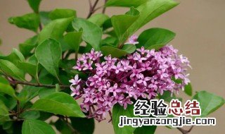 紫丁香花怎么养怎么种 如何种植紫丁香盆栽