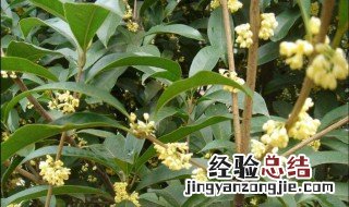 桂花树家养方法 桂花树的养殖方法