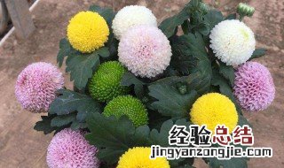 菊花需要多深的花盆 盆栽菊花要多大多深的盆