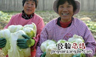 立秋后种什么蔬菜最好 立秋后可以种哪些菜