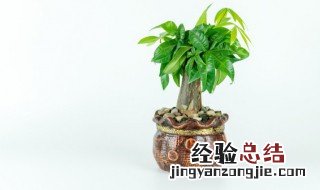 开业送什么盆栽植物 开业送什么盆栽植物好呢