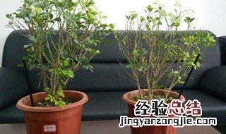 生物有机肥能用盆栽花 盆栽花卉如何正确使用生物有机肥