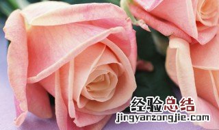 玫瑰花朵数代表什么 玫瑰花朵数代表什么寓意