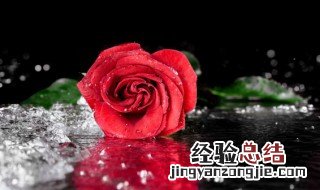 玫瑰花多少钱一朵 一般花店一朵玫瑰花多少钱