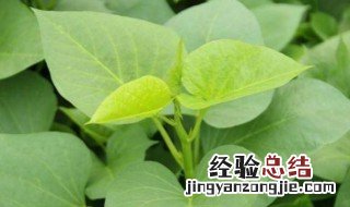 红薯植株过冬方法 红薯植株如何过冬