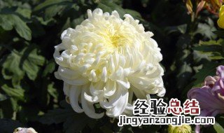 盆栽秋菊怎么养 秋叶菊怎么养