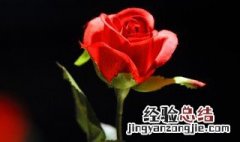 1一100朵玫瑰花代表什么意思 1一100朵玫瑰花代表的寓意是什么