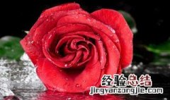 玫瑰花送11朵好还是19朵 玫瑰花送11朵或者19朵好