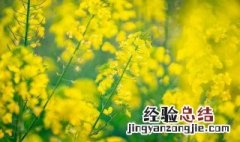 赏油菜花文案简短 赏油菜花文案