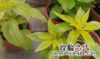 培植花苗的方法 如何育苗