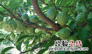 西班牙有荔枝吗 如何辨别秘鲁番荔枝
