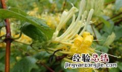 金银花长毛了还能喝吗 金银花长毛了还能泡水喝吗