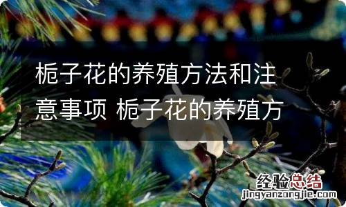 栀子花的养殖方法和注意事项 栀子花的养殖方法和注意事项有哪些