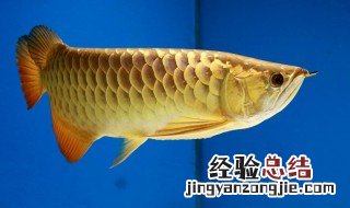 金龙鱼为什么贵 其中原因令人惊讶