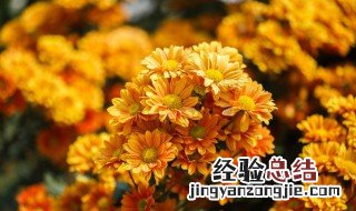 菊花代表 菊花代表什么品质的人