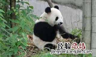大熊猫是什么科的动物身高多少体重多少 大熊猫是什么科的动物