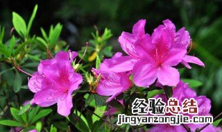杜鹃花怎么养才能更旺盛开花 杜鹃花怎么养才能更旺盛