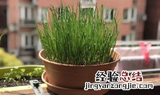 花盆种葱的方法有哪些 花盆种葱的方法