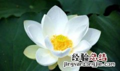 小莲花香是什么意思 香谱小莲花香是什么意思