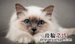 做梦梦到猫很凶的来攻击我 做梦梦到猫