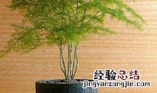 武竹的盆栽种植方法 武竹的盆栽种植方法图解