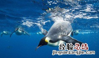 企鹅是哺乳动物吗 来了解一下
