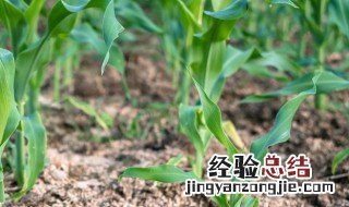 玉米种植技术与方法范文 玉米种植技术与方法