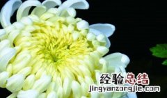 摘菊花的正确方法 怎么摘菊花