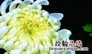 摘菊花的正确方法 怎么摘菊花