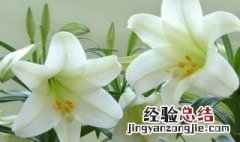 百合花粉用什么洗得掉 百合花粉用什么洗的掉