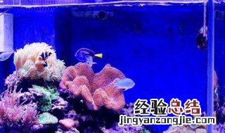 鱼缸过水最佳方法 过水的2种方法介绍