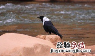 白颈乌鸦是保护动物吗可以养吗 白颈乌鸦是保护动物吗