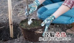 矮化苹果苗怎样栽植 矮化苹果苗怎样栽植图片