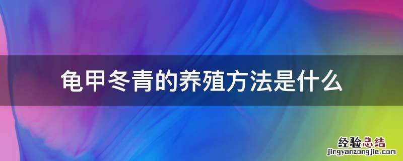 龟甲冬青的养殖方法是什么