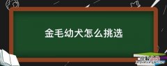 金毛幼犬怎么挑选