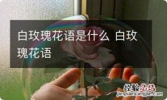 白玫瑰花语是什么 白玫瑰花语