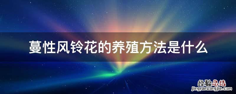 蔓性风铃花的养殖方法是什么