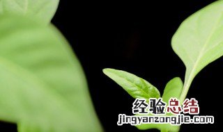 大盆绿植栽种方法 怎么种绿植