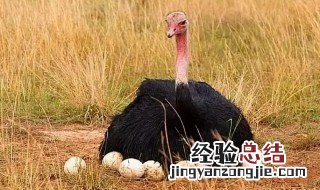 鸵鸟养殖前景不容乐观 鸵鸟养殖的前景如何