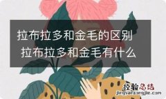 拉布拉多和金毛的区别 拉布拉多和金毛有什么区别