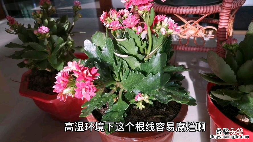 瓜叶菊怎么浇水，这样浇超爱开花！