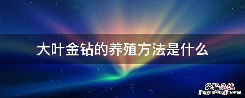 大叶金钻的养殖方法是什么